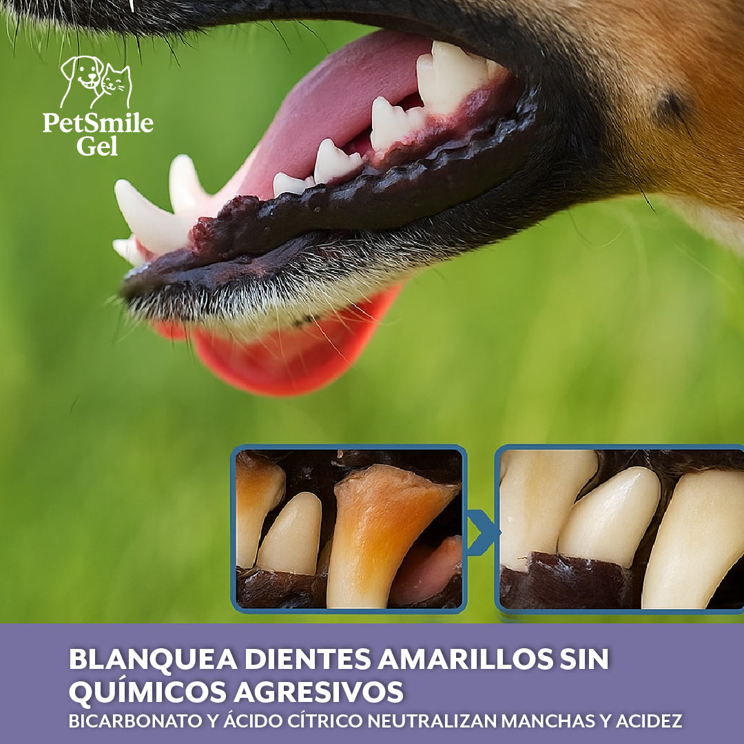 PetSmile Gel™ – Blanquea y sana sin cepillar